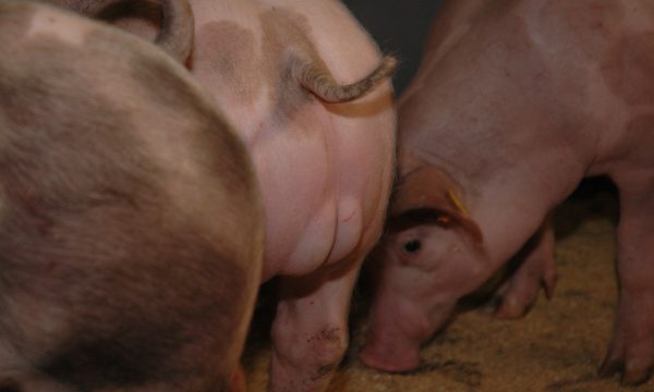 Male piglets