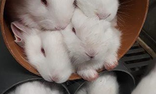 Groepshuisvesting konijnen