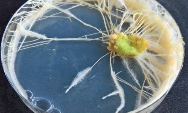 hairy roots in a petri dish