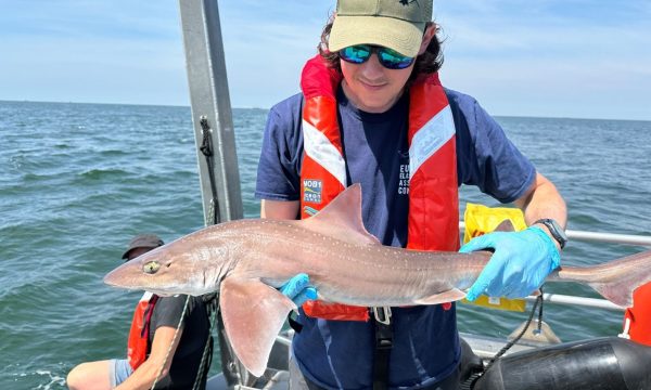 Onderzoeker met gladde haai