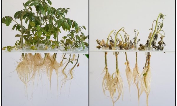 Tomatoes with roots visible - larger before infection, smaller after