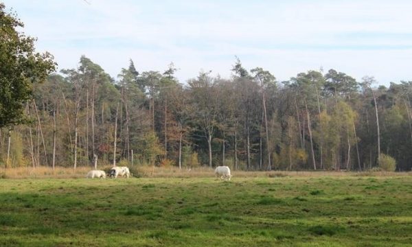 cattle on a field