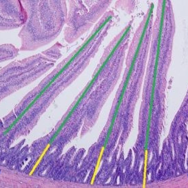 Gut surface of the broiler