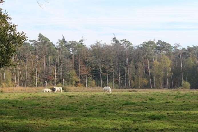 cattle on a field