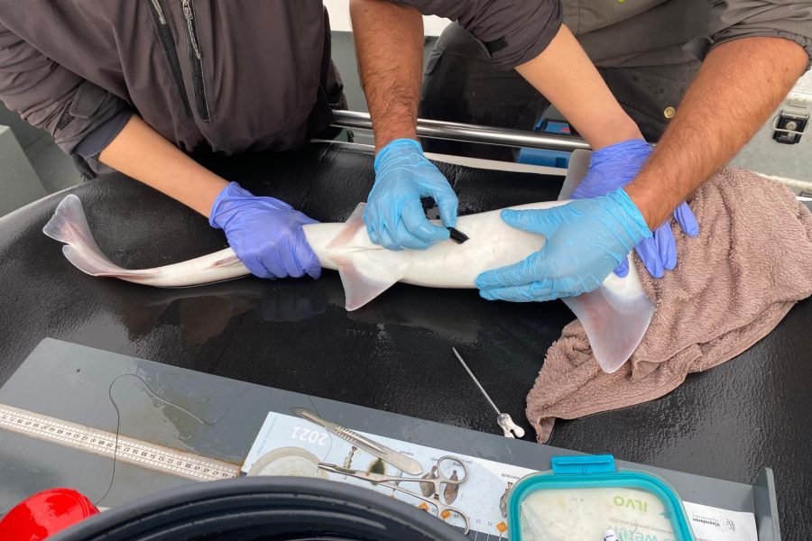 Gevlekte gladde haai zender