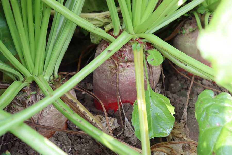 Voederbieten ten velde