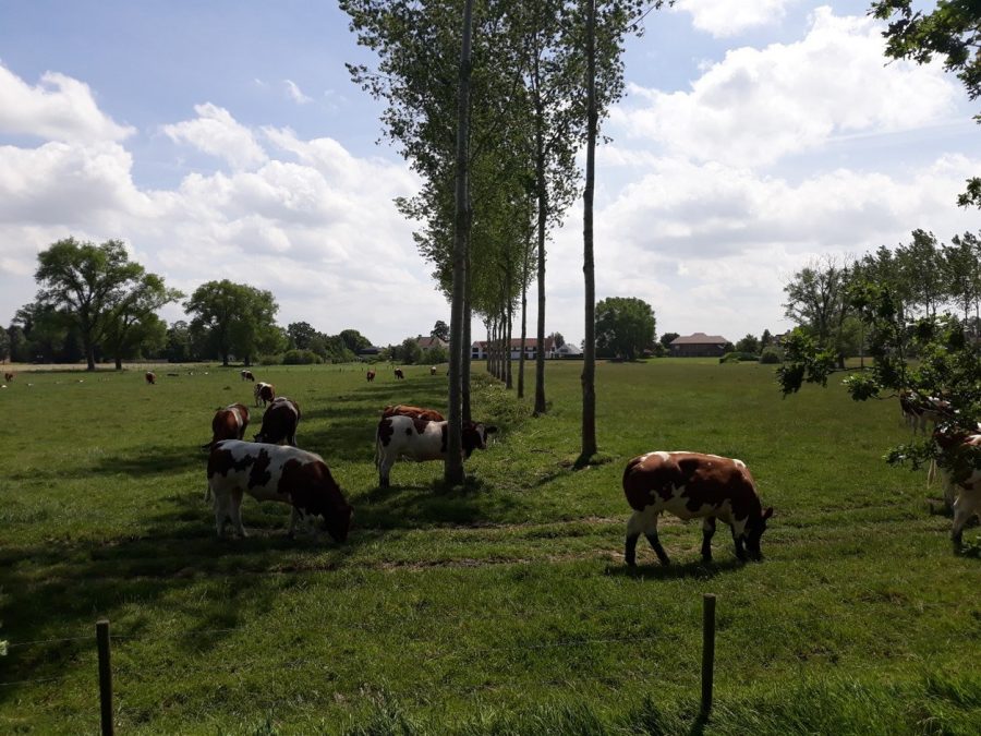 Koeien in schaduw van bomenrij