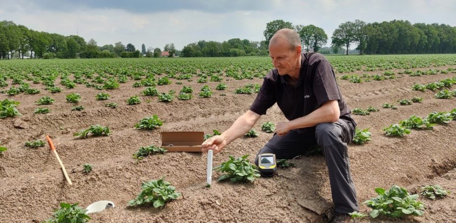 person installing sensor among young potato plants in a field