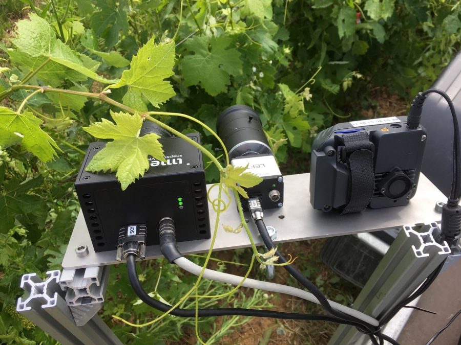 Sensors pointing at grapevine