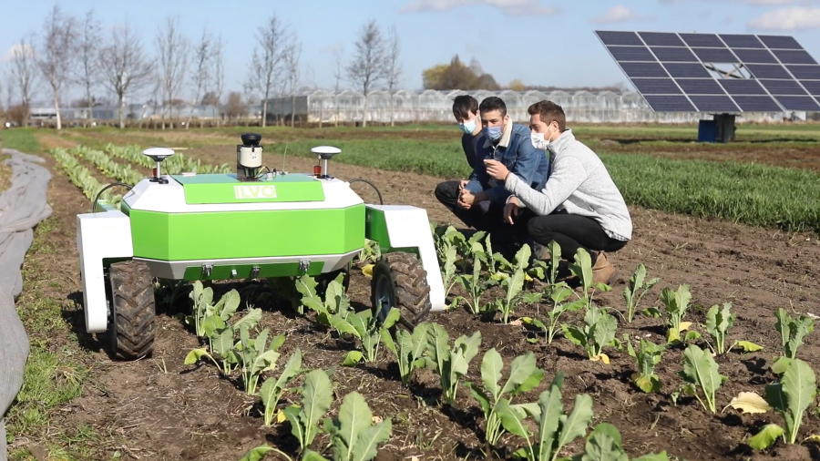 Robot rolling over rows of lettuce plants