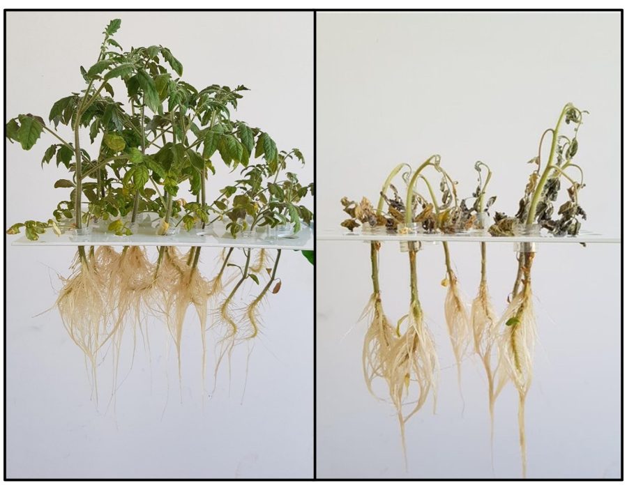 Tomatoes with roots visible - larger before infection, smaller after