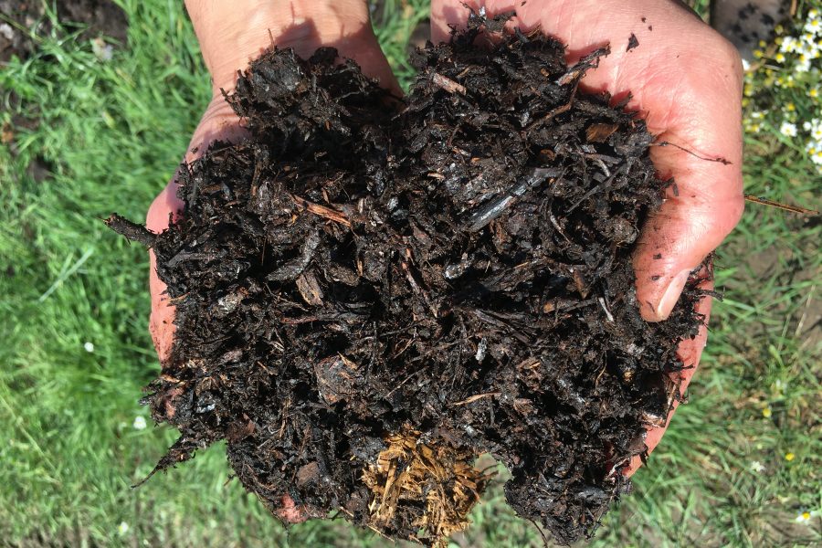 Compost in hands
