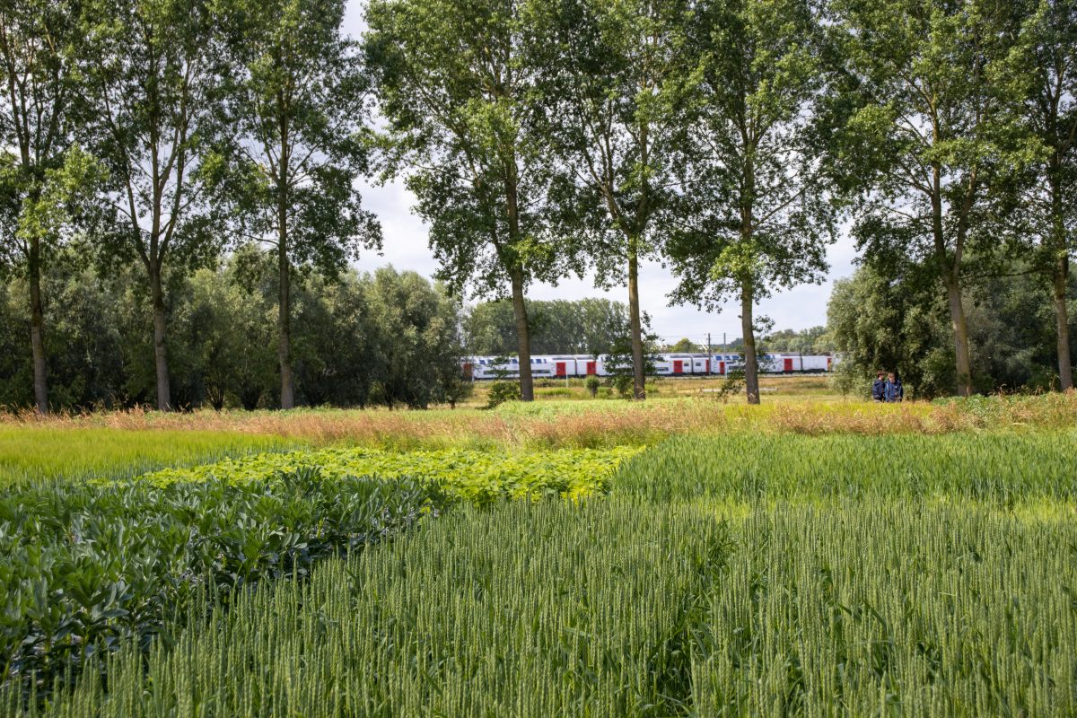 Strokenteelt