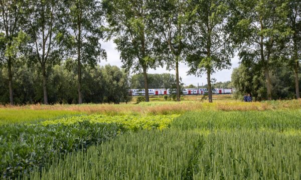 Strokenteelt