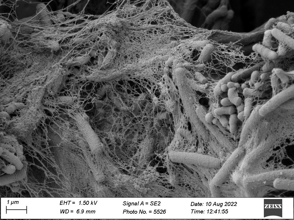 Scanning electron microscopy (SEM) image of a dual-species biofilm formed by Bacillus licheniformis (long cells secreting EPS) and Microbacterium lacticum.