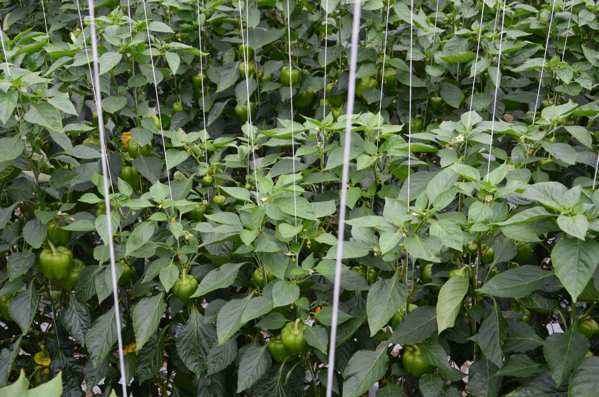 Paprika planten