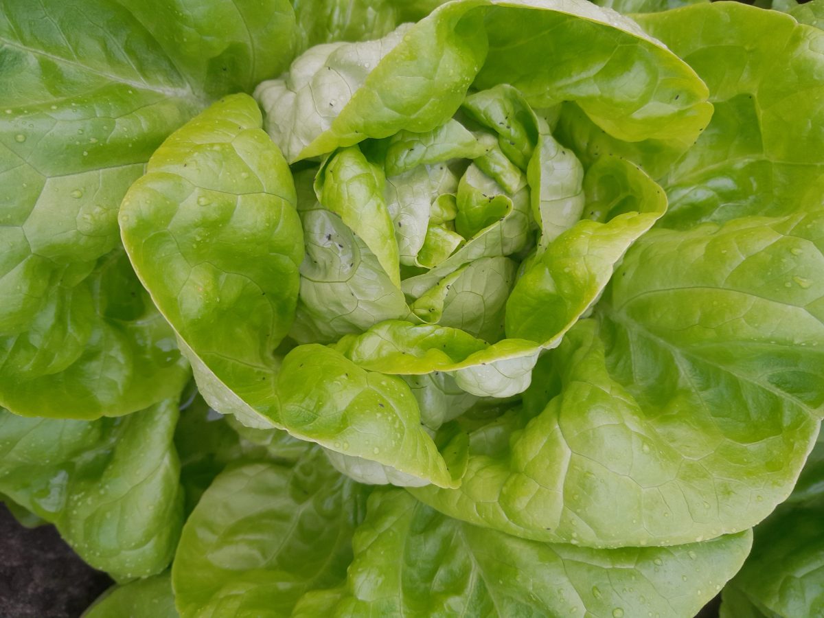 lettuce