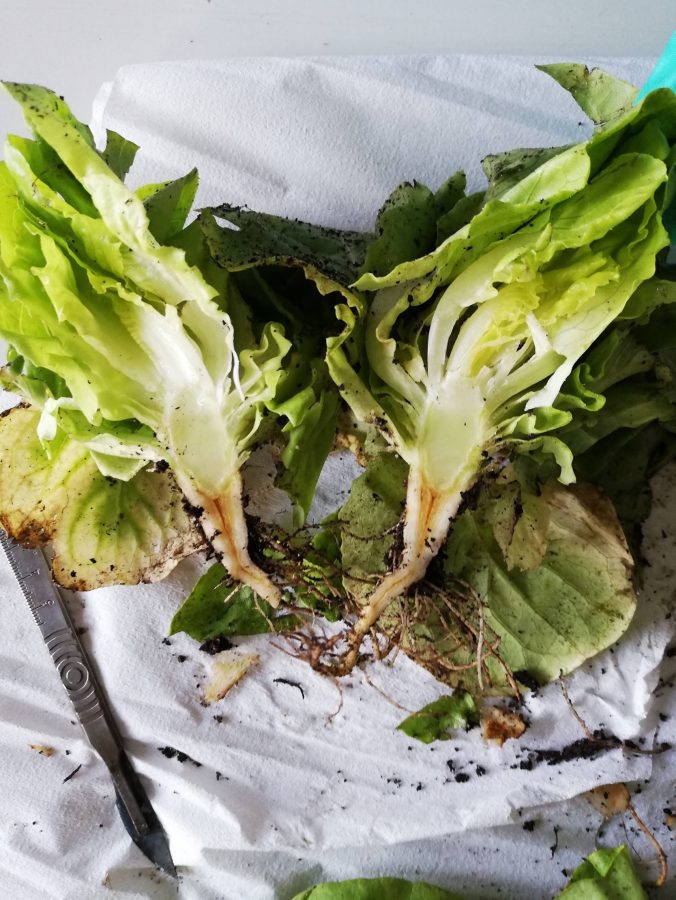 schimmelziekte bij sla