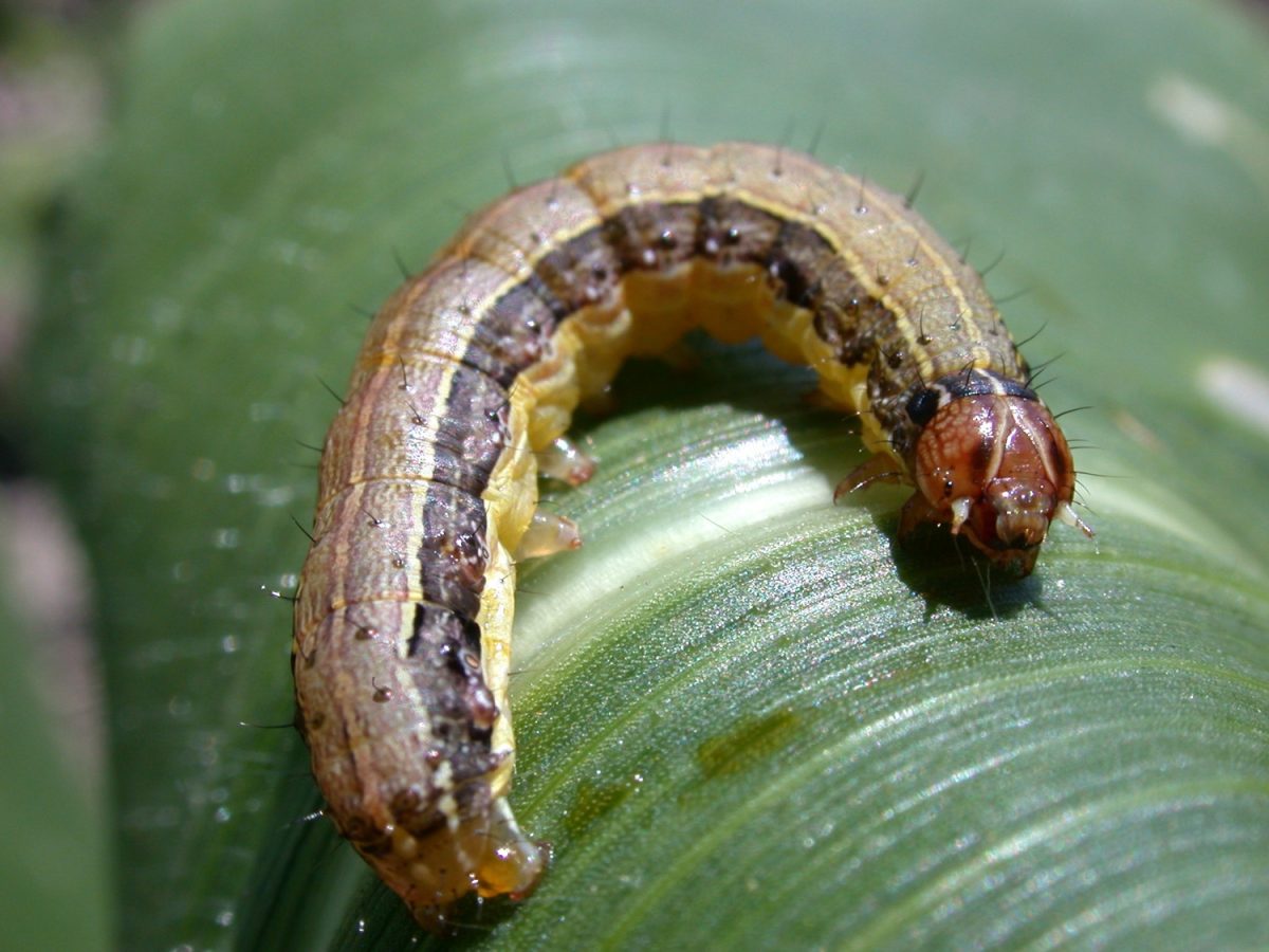 insect