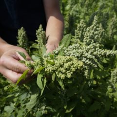 quinoa