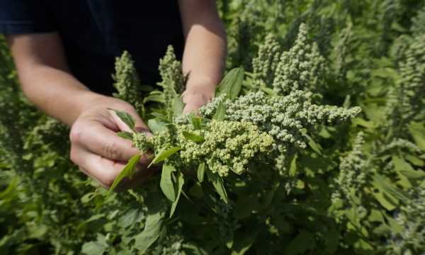 quinoa