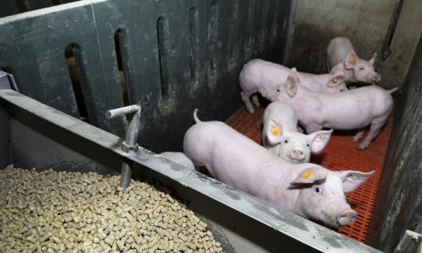 feed intake in pigs