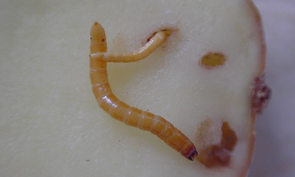 Wireworm ©INRA