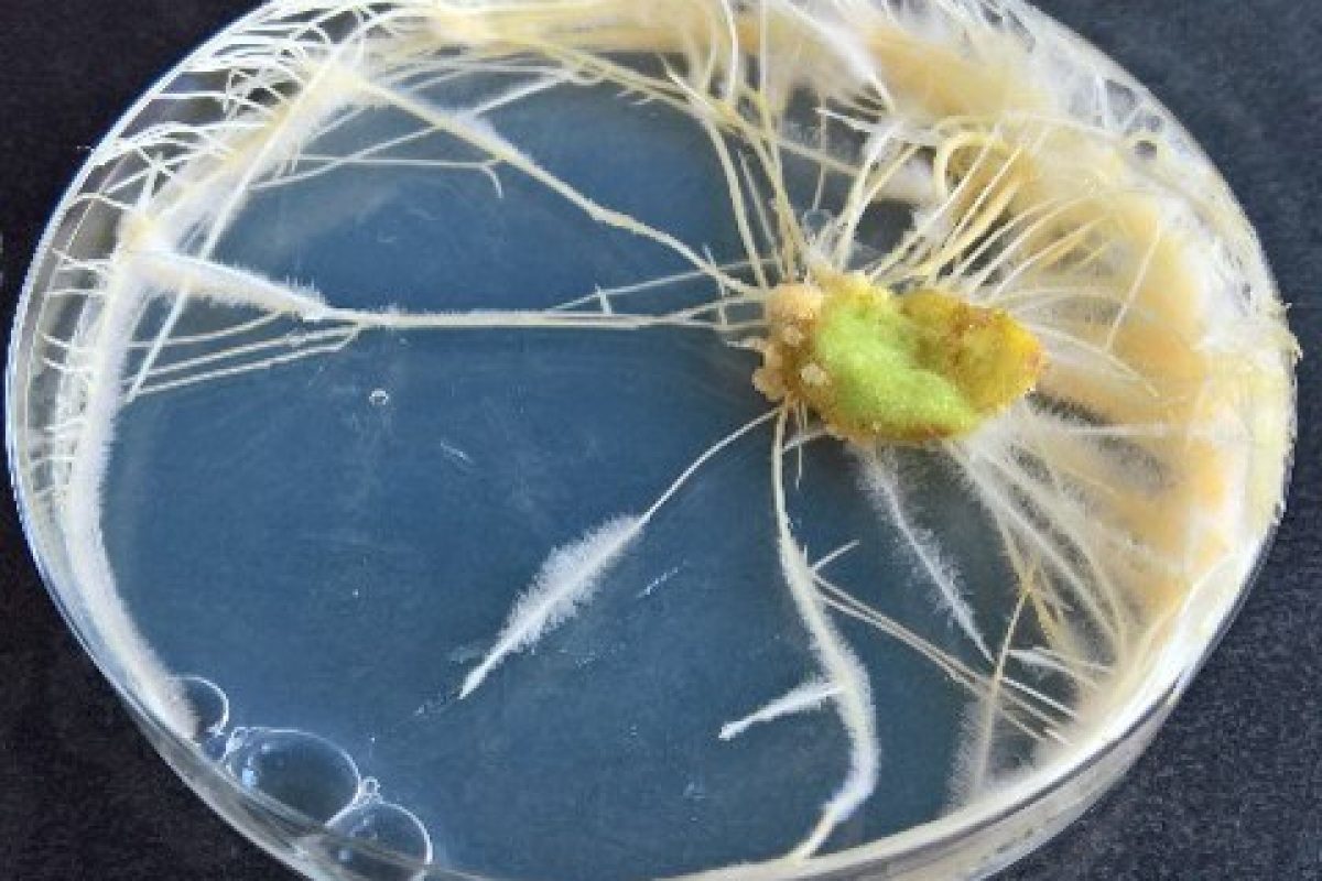 Hairy root development in Osteospermum fruticosum
