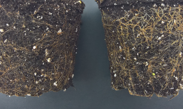 Sinningia roots of control (left) and Ri plant (right)ut