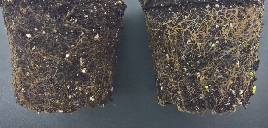 Sinningia roots of control (left) and Ri plant (right)ut