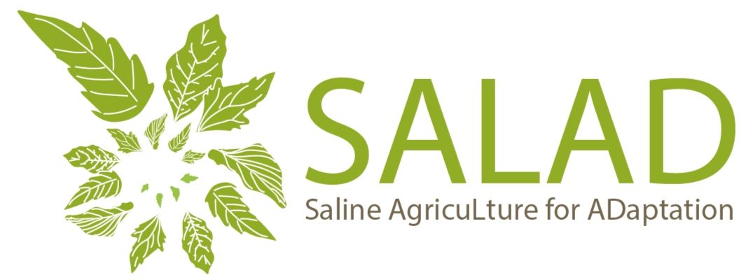SALAD logo