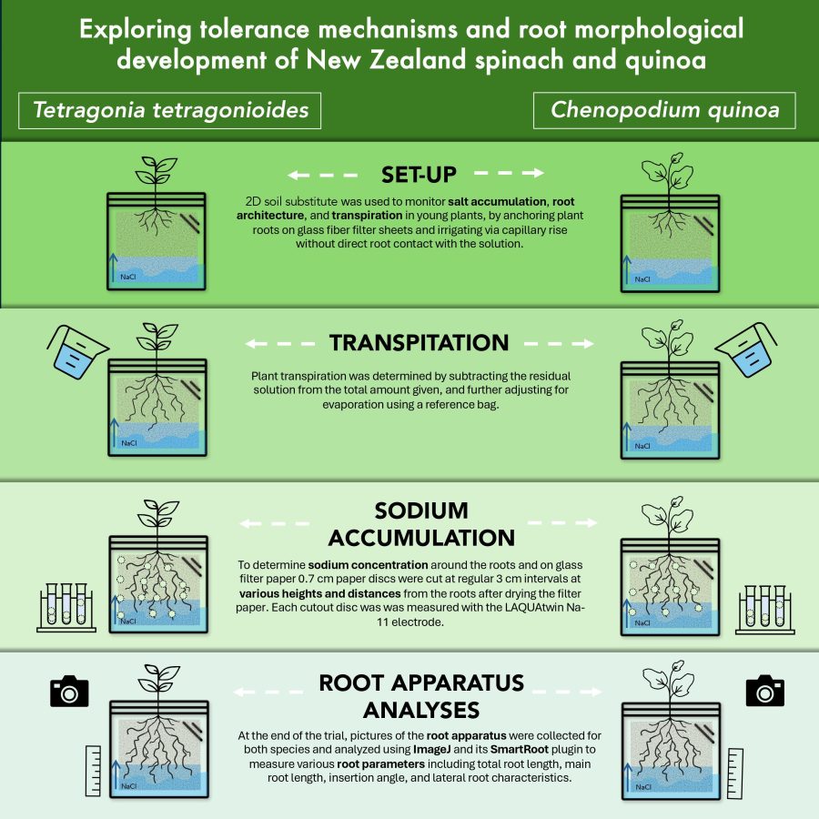 Visual abstract rhyzosheet