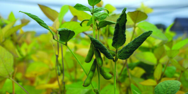 Soy plant with bean pods hanging on it
