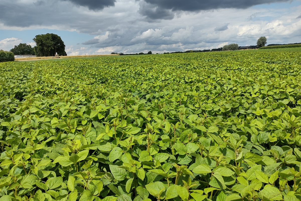 Soja rassenproeven 2021