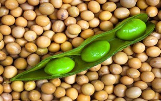 soy beans fresh and ripe