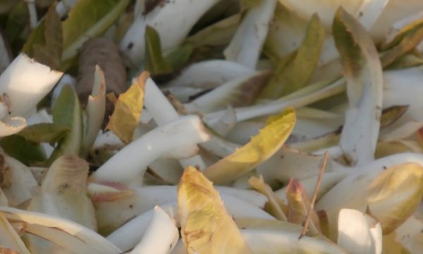 pile of Belgian endive leaves