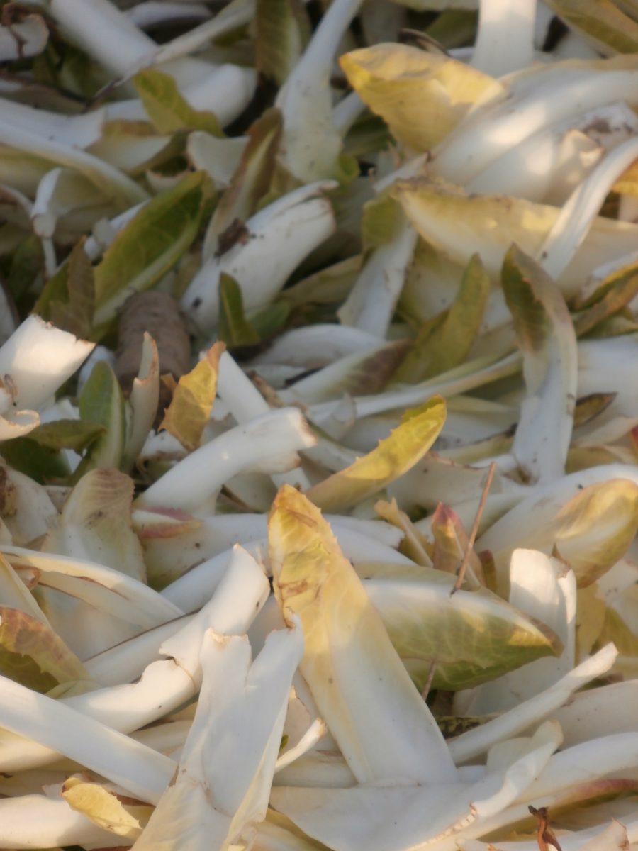 pile of Belgian endive leaves