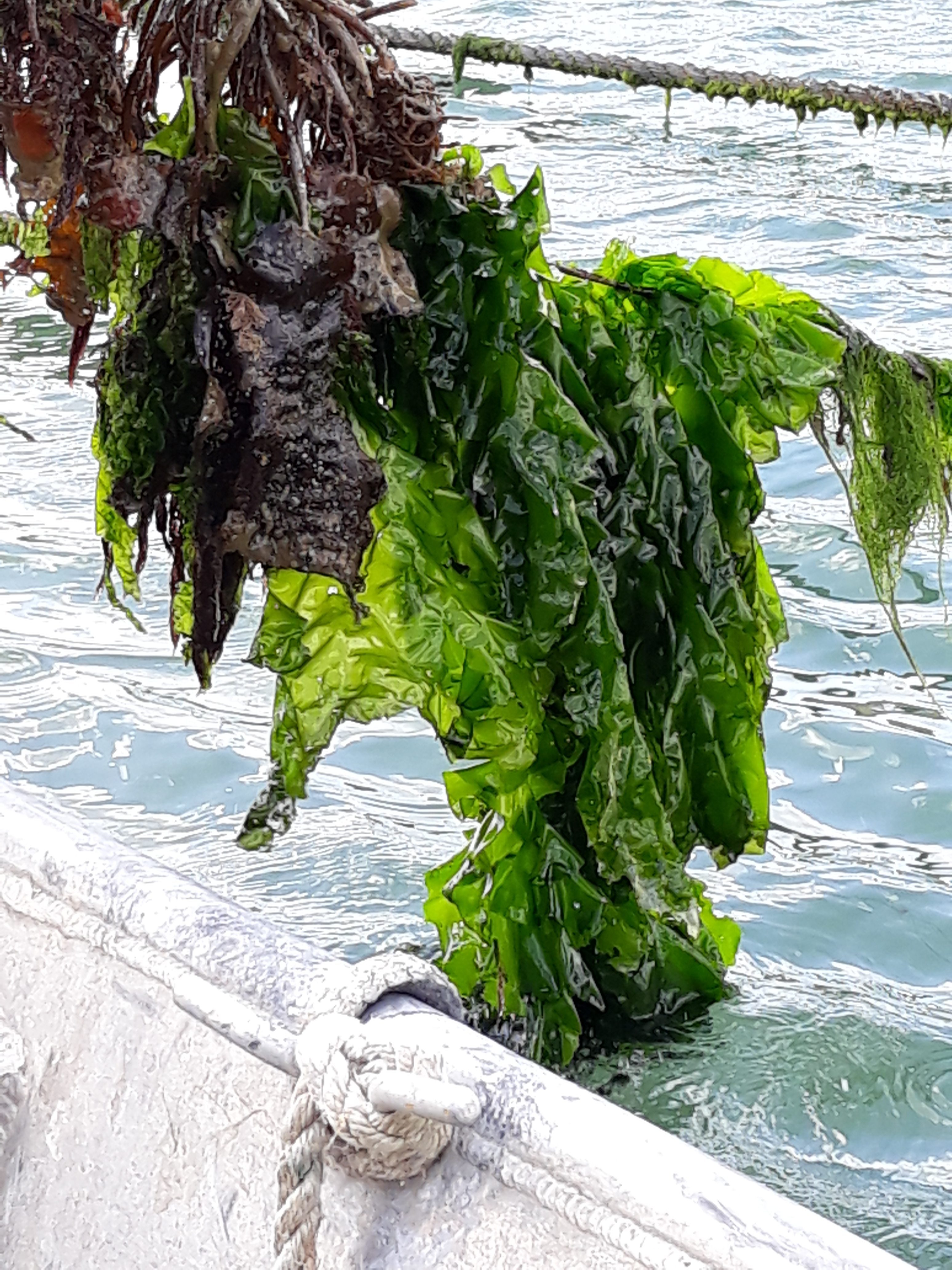 Seaweed