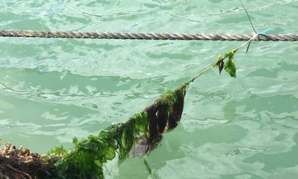 seaweed on rope