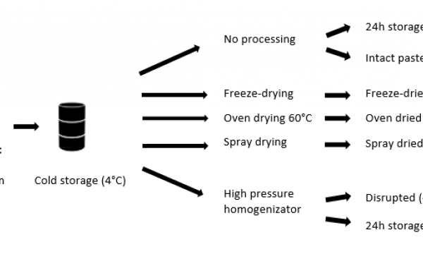 Drying and disrupting microalgae