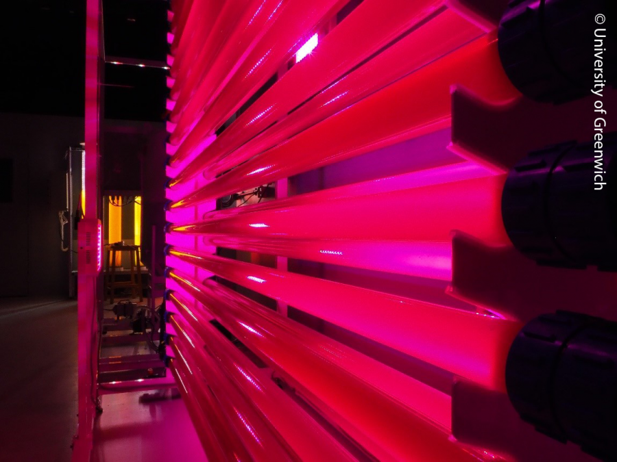 horizontal tubes filled with water (with microalgae) with pink light  shiningon them