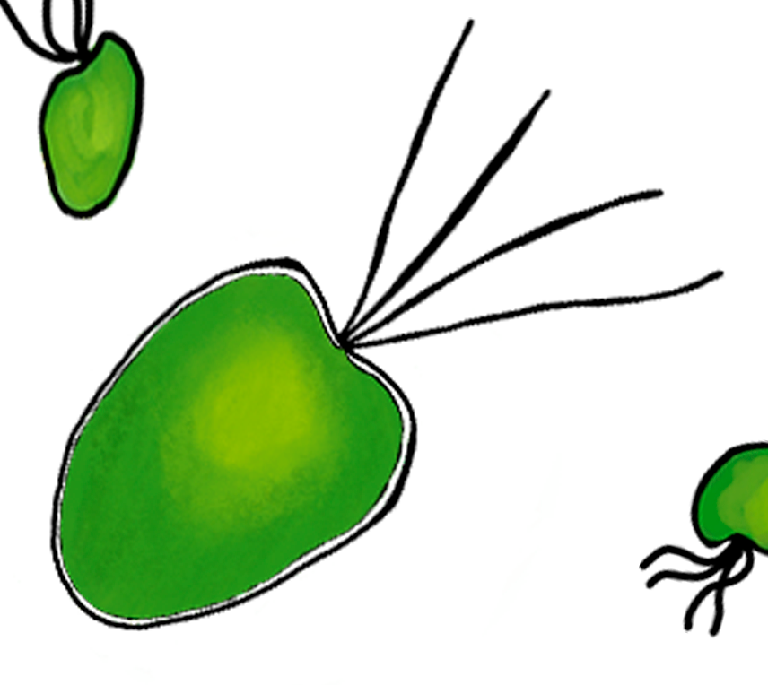 drawing of 3 tetraselmis microalgae, green button with stringlike things