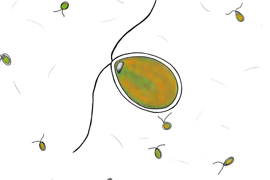 drawing of dunaliella salina microscope image, green/orange oval