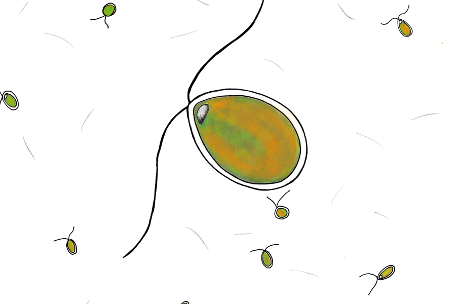 tekening van microscopisch beeld van dunaliella salina; groen/oranje ovaal met 2 "voelsprieten"