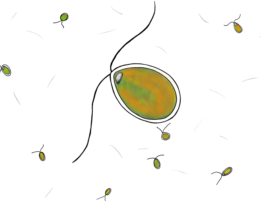 drawing of dunaliella salina microscope image, green/orange oval