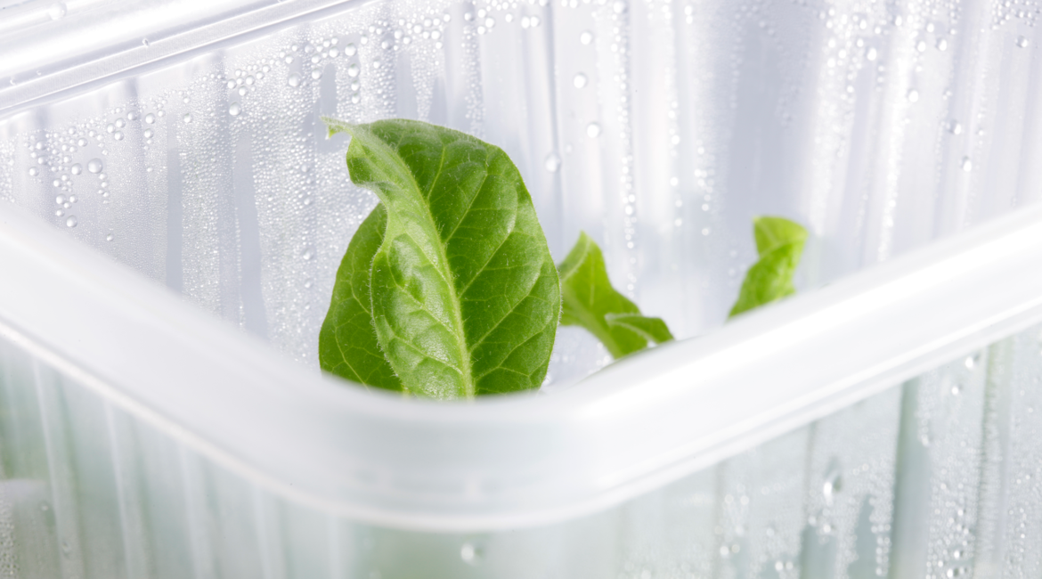 leaf in a tray