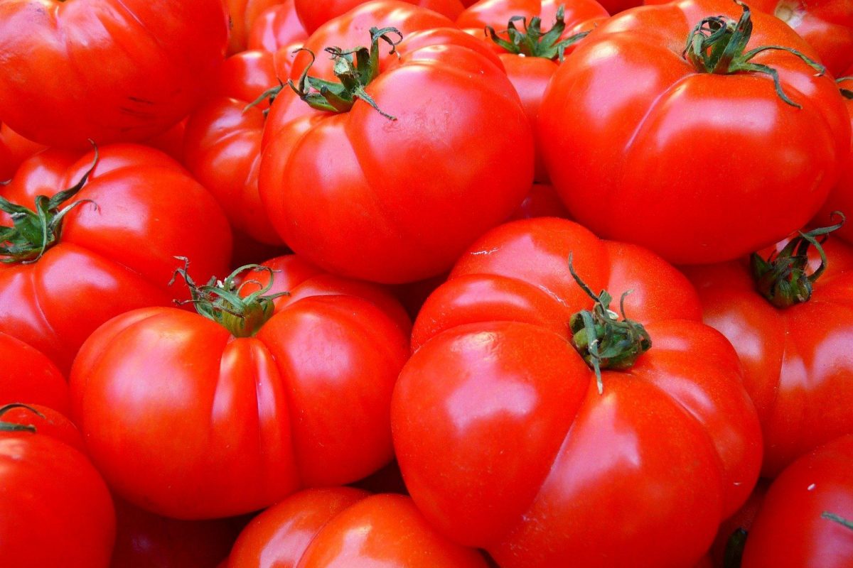 close-up van grote tomaten, geplukt