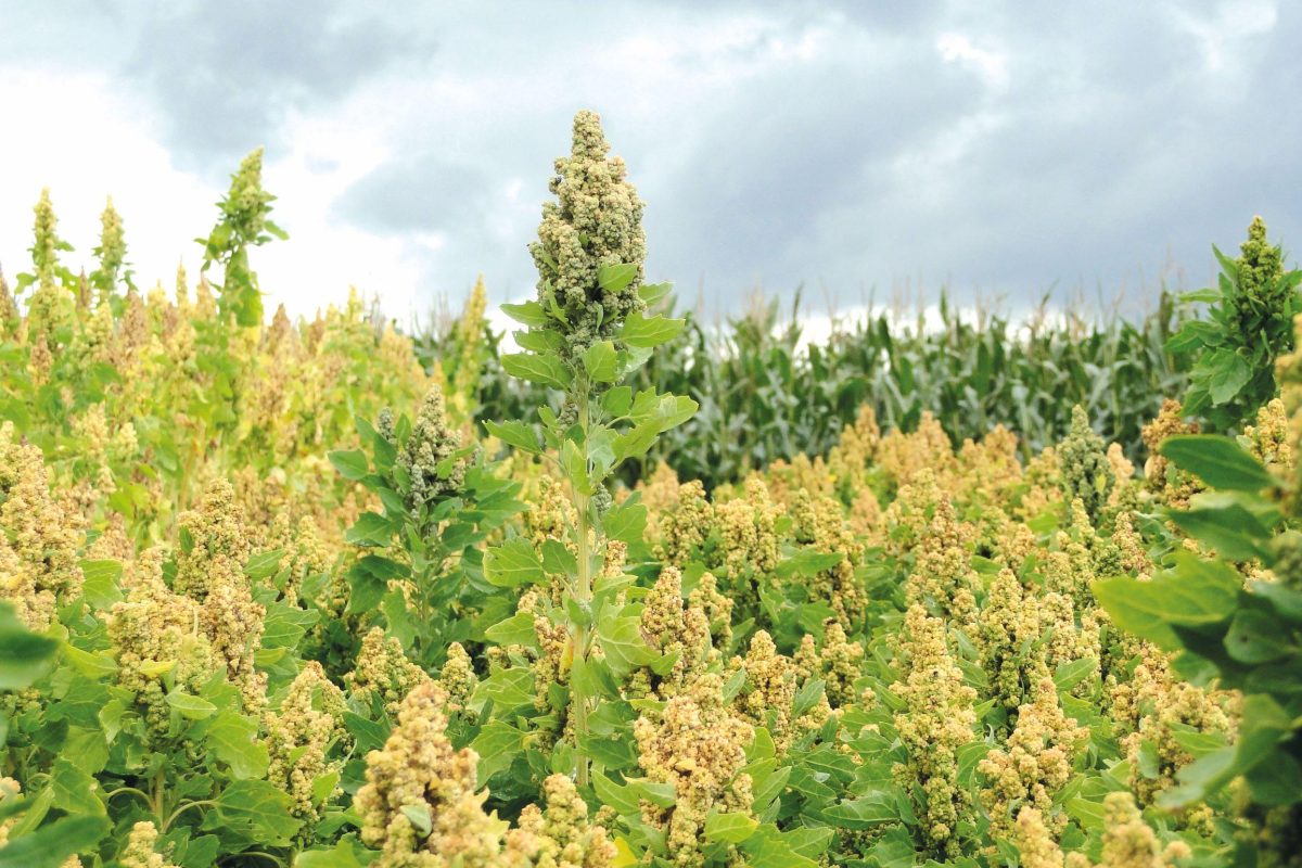 Quinoa in the field
