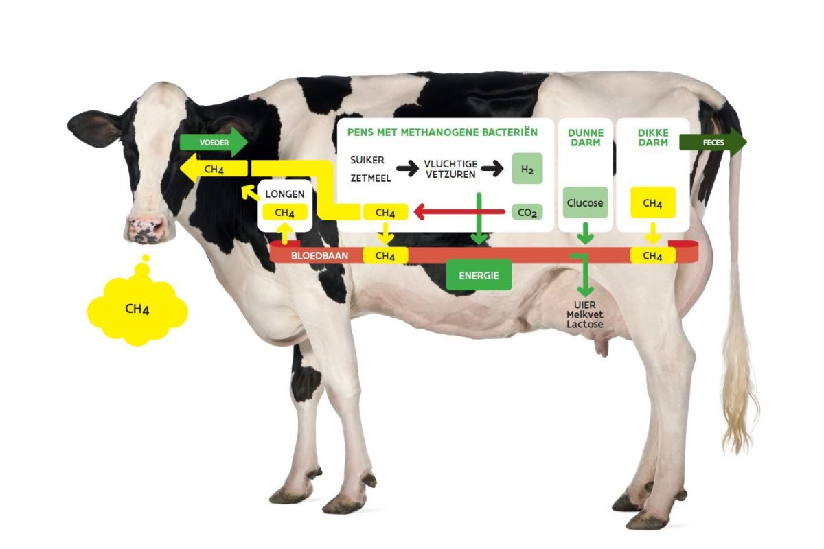 picture of cow with diagram showing how enteric emissions arise