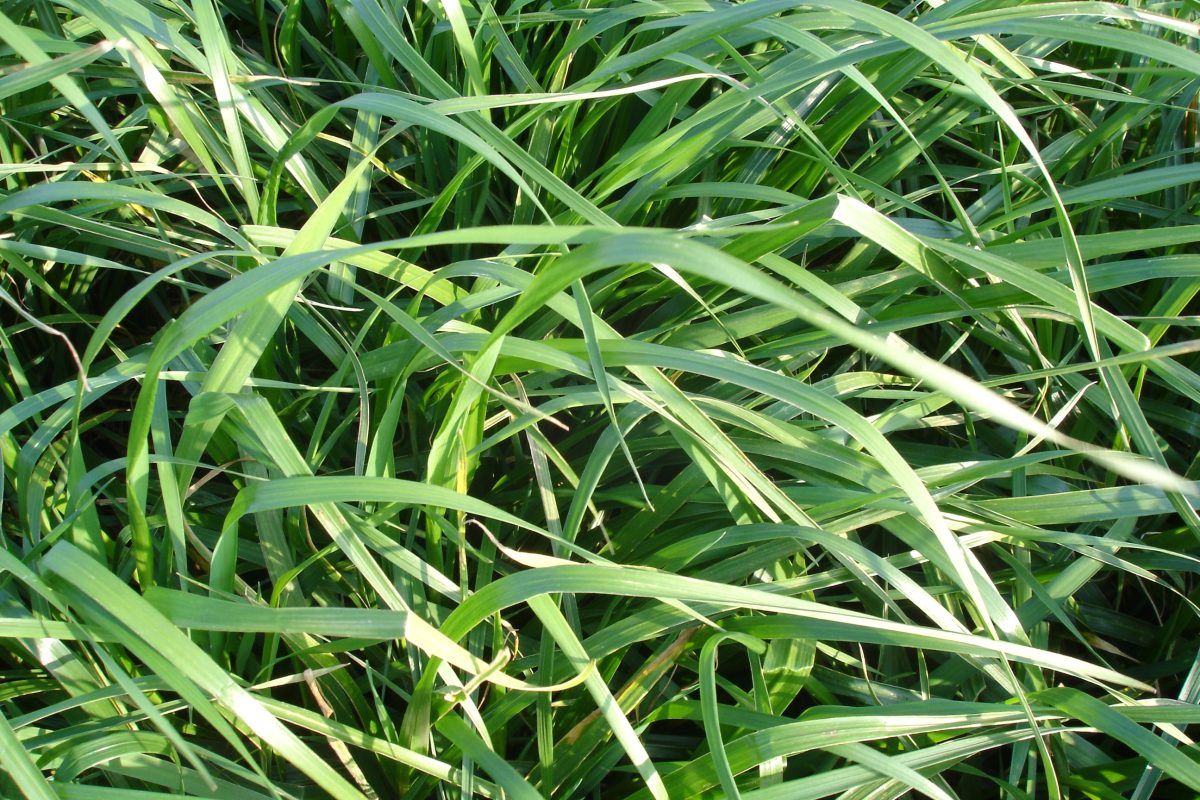 een close up beeld van gras